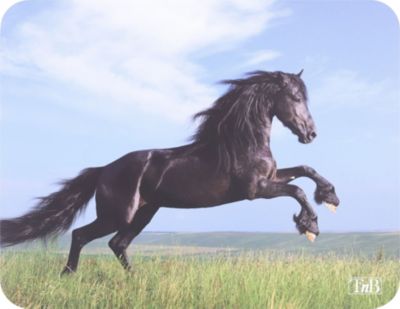 Tapis de souris TNB TSHORSES
