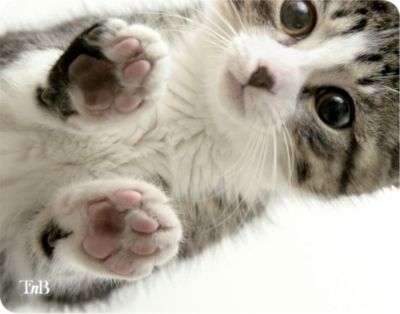 Tapis de souris TNB TSKITTY