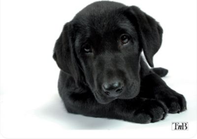 Tapis de souris TNB TSDOG