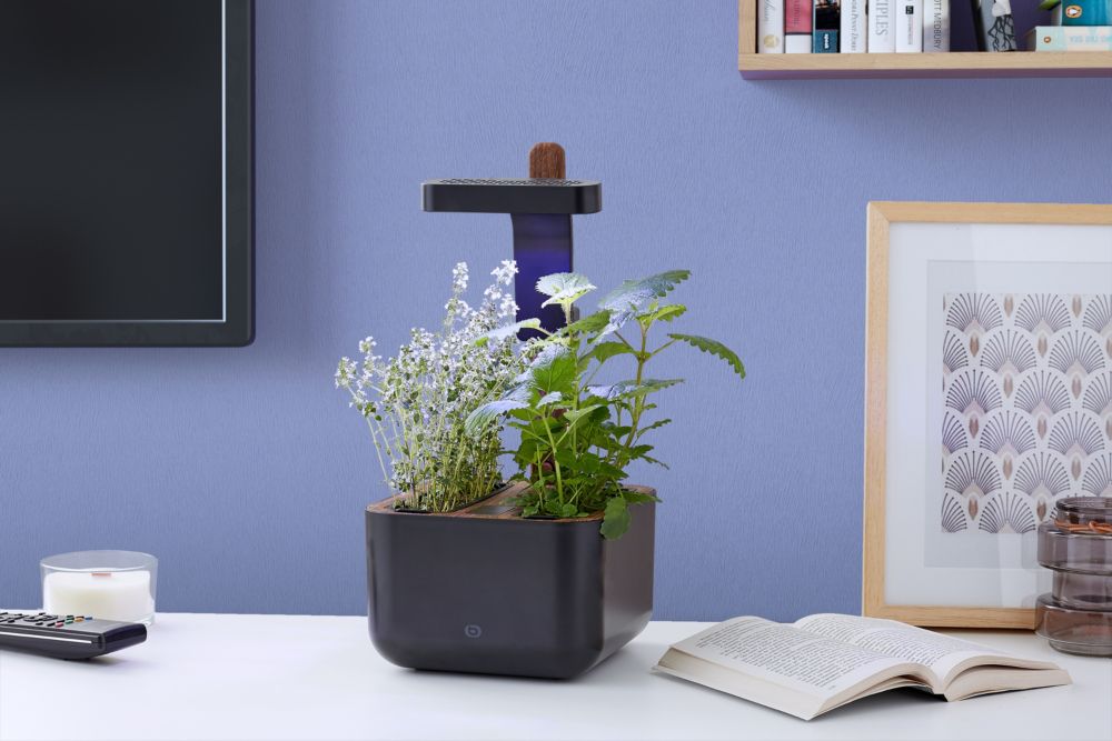 Jardin d'intérieur essentielb ADAM