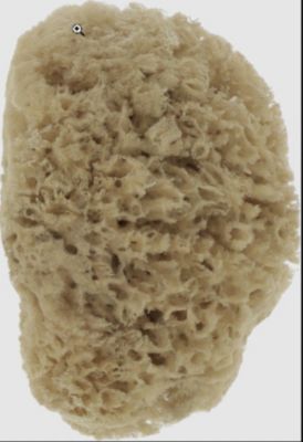 Eponge de bain JCH naturelle des caraibes