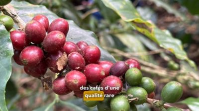 Voir la vidéo pour Café en grain PFAFF 250G Le Médaillé - Intensité 3