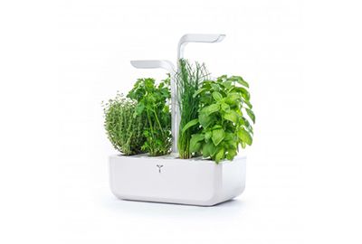 Véritable Lingot® Basilic Grand Vert Bio - Compatible Potager d'Intérieur  et Exky® - Recharge prête à l'emploi - Substrat avec Graines Intégrées :  : Jardin