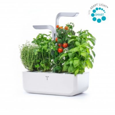 Lingot® Pensée - Compatible Véritable® Potager - Recharge prête à