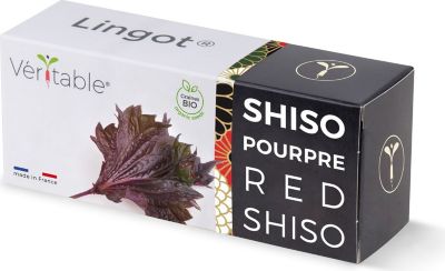 Recharge jardin d'intérieur VERITABLE Lingot Shiso pourpre BIO