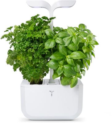 Jardin d'intérieur VERITABLE Exky Classic / 2 lingots / 1 livre