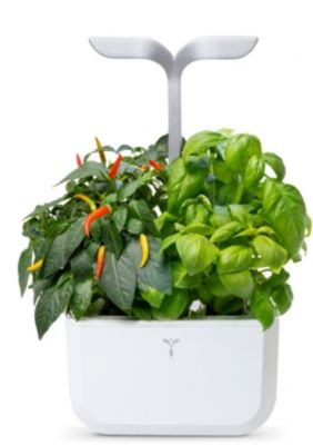 Jardin d'intérieur VERITABLE Exky Smart Artic White