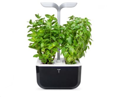 Jardin d'intérieur VERITABLE Exky Smart Soft black /4 lingots/1 livre