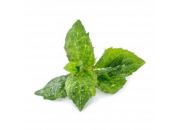 Recharge jardin d'intérieur VERITABLE Menthe Verte BIO