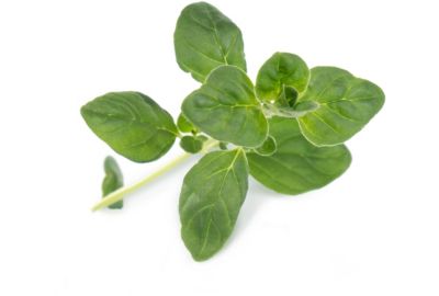 Recharge jardin d'intérieur VERITABLE Origan BIO