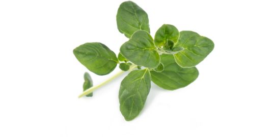 Recharge jardin d'intérieur VERITABLE Origan BIO