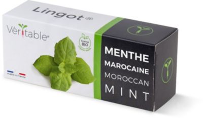 Recharge jardin d'intérieur VERITABLE menthe marocaine bio