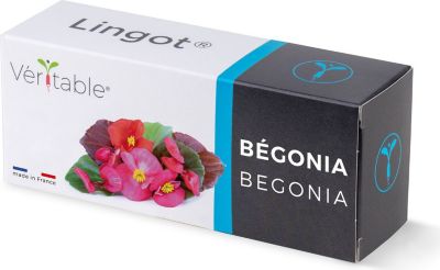 Recharge jardin d'intérieur VERITABLE Lingot Bégonia