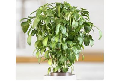 Recharge jardin d'intérieur PRET A POUSSER BASILIC GRAND VERT