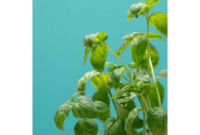 Recharge jardin d'intérieur PRET A POUSSER BASILIC CITRON