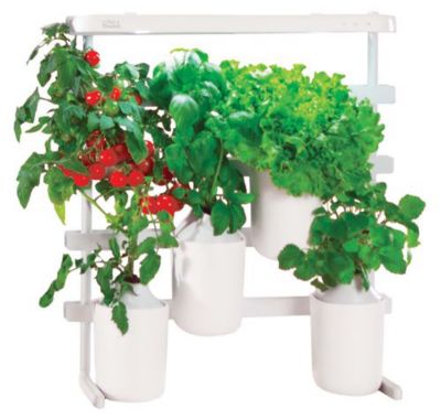 Recharge jardin d'intérieur PRET A POUSSER Mini tomates