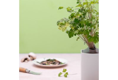 Recharge jardin d'intérieur PRET A POUSSER PERSIL