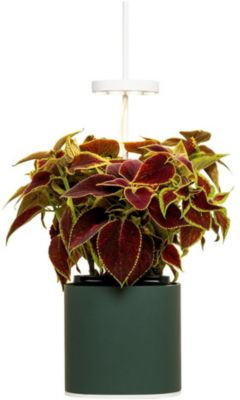 Jardin d'intérieur PRET A POUSSER Nano vert foret