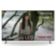 Location TV LED SONY KD75X85L