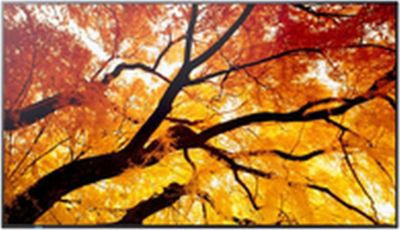 Hub USB C NEC PNM752