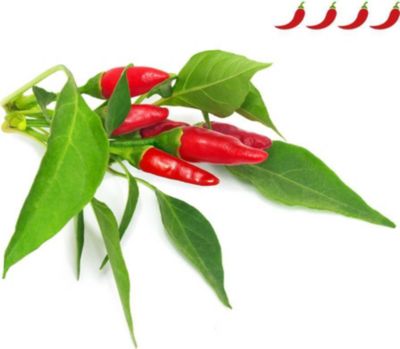 Coffret recharges jardin d'intérieur CLICK AND GROW Piment Piri Piri / pack de 3
