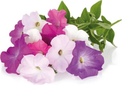Coffret recharges jardin d'intérieur CLICK AND GROW Pétunia rose / pack de 3