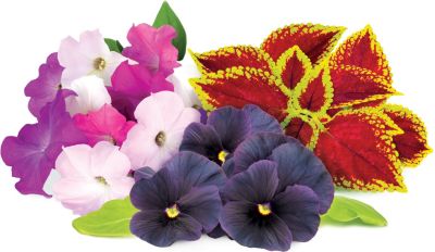 Coffret recharges jardin d'intérieur CLICK AND GROW Mélange de fleurs éclatantes / pack de 9