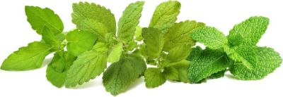 Coffret recharges jardin d'intérieur CLICK AND GROW Mélange de tisanes / pack de 9