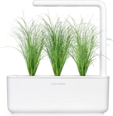 Coffret recharges jardin d'intérieur CLICK AND GROW Herbe ornementale / pack de 3