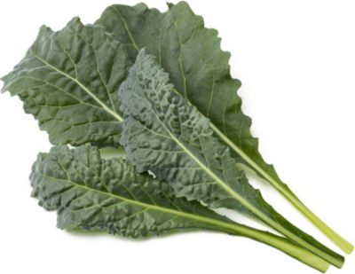 Coffret recharges jardin d'intérieur CLICK AND GROW Chou kale italien / pack de 3