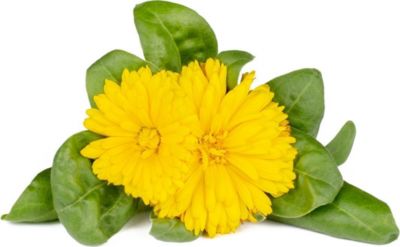 Coffret recharges jardin d'intérieur CLICK AND GROW Calendula / pack de 3