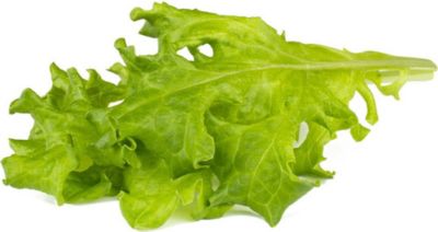 Coffret recharges jardin d'intérieur CLICK AND GROW Laitue feuille de chêne / pack de 3