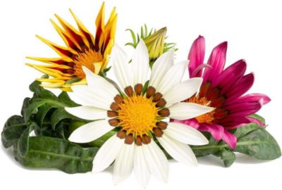 Coffret recharges jardin d'intérieur CLICK AND GROW Gazania / pack de 3