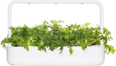 Coffret recharges jardin d'intérieur CLICK AND GROW Mizuna / pack de 3