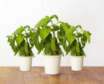 Recharge jardin d'intérieur CLICK AND GROW Basilic lot de 3