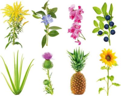 Coffret recharges jardin d'intérieur CLICK AND GROW Grow anything / pack de 3