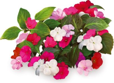 Coffret recharges jardin d'intérieur CLICK AND GROW Impatiens (Busy Lizzie) / pack de 3