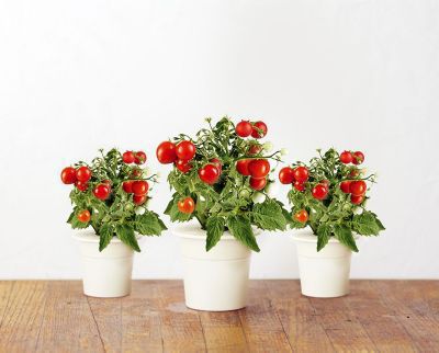 Recharge jardin d'intérieur CLICK AND GROW Mini tomates lot de 3
