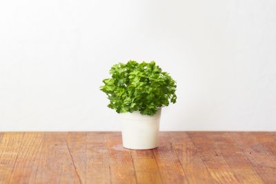 Recharge jardin d'intérieur CLICK AND GROW Persil lot de 3