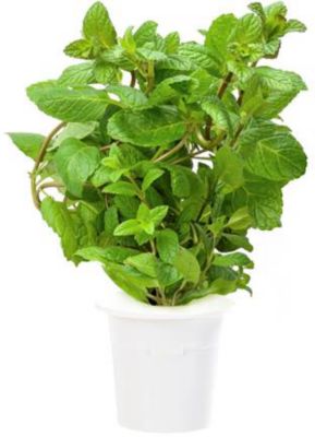 Recharge jardin d'intérieur CLICK AND GROW Menthe poivrée lot de 3