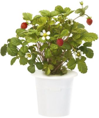 Recharge jardin d'intérieur CLICK AND GROW Fraises lot de 3