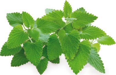 Coffret recharges jardin d'intérieur CLICK AND GROW Cataire (herbe à chat) / pack de 3