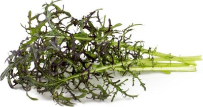 Coffret recharges jardin d'intérieur CLICK AND GROW Moutarde feuille / pack de 3