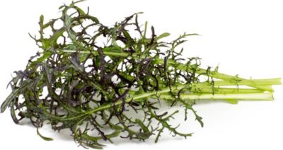 Coffret recharges jardin d'intérieur CLICK AND GROW Moutarde feuille / pack de 3