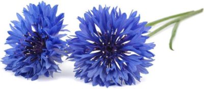 Coffret recharges jardin d'intérieur CLICK AND GROW Bleuet / pack de 3