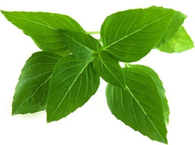 Coffret recharges jardin d'intérieur CLICK AND GROW Basilic thaï / pack de 3