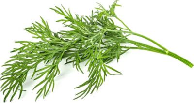 Coffret recharges jardin d'intérieur CLICK AND GROW Aneth / pack de 3