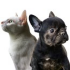 Animalerie